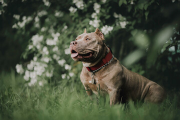 A small funny American Bully 