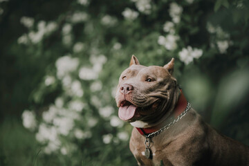 A small funny American Bully 
