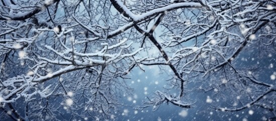 Snowy Branches Against a Blurry Sky