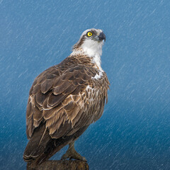 Osprey. Under the rain. Note: Rain was created according to the editing program