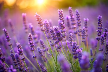 Lavender Field with Blooming Purple Flowers