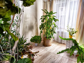 Dieffenbachia plant in a pot by the window with curtains. Interior in light colors. Background with a plant with green leaves and fabric