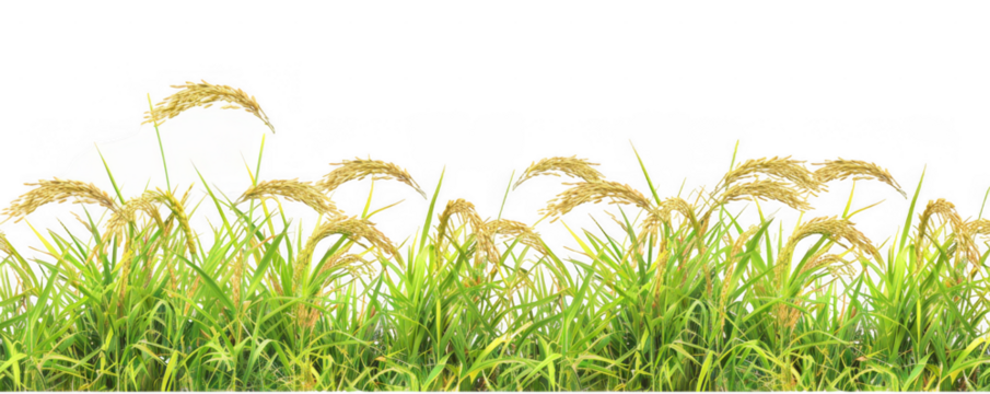 Field of Rice Plants with Golden Grain Heads