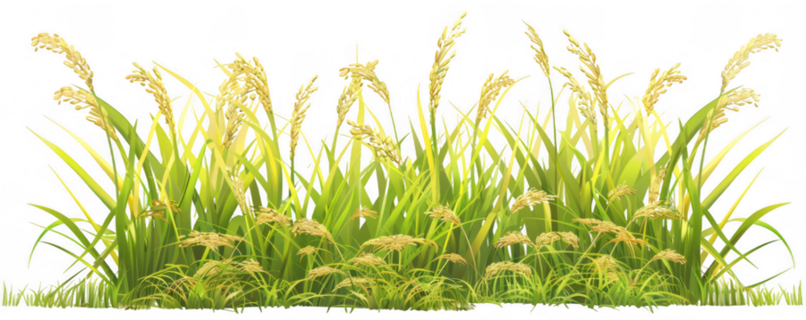 Field of Rice Plants with Golden Grain Heads