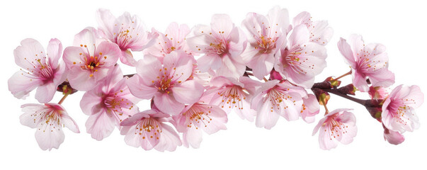 Pink Cherry Blossoms in Full Bloom