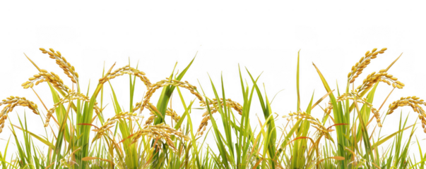 Field of Rice Plants with Golden Grain Heads