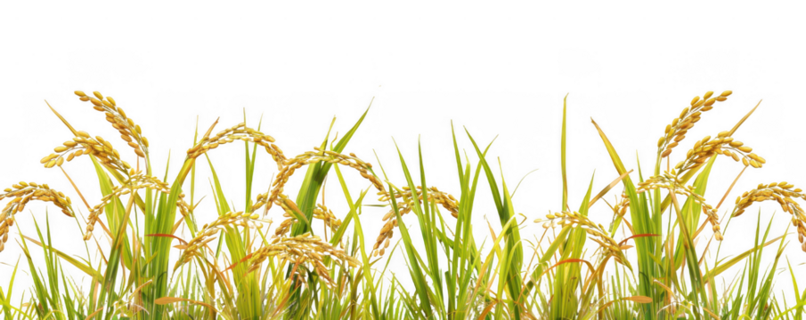 Field of Rice Plants with Golden Grain Heads