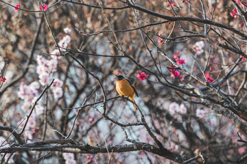 梅の木で休むジョウビタキ