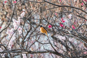 梅林公園のジョウビタキ