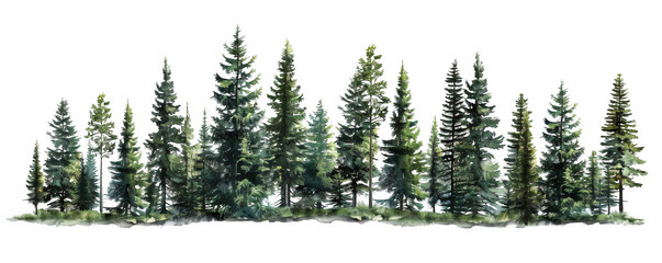Fototapeta premium Forest of Evergreen Trees