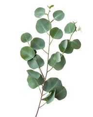 Obraz premium Diagonal Sprig of Eucalyptus Leaves