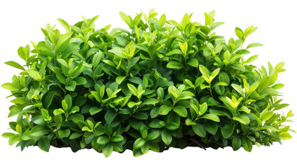 Obraz premium Lush Green Bush with Dense Foliage