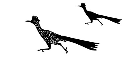 Roadrunner Bird , black isolated silhouette