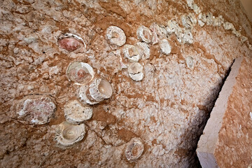 Fossils at the Geopaleontological Museum of Camposilvano. Velo Veronese, Lessinia, Veneto, Italy. © Andrea Contrini