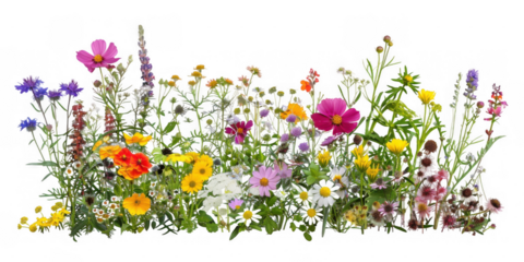 Colorful Assortment of Wildflowers in Full Bloom