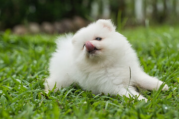 white 2 months old Pomeranian pet dog playing in green grass, licking her noise