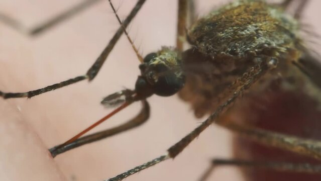 Macro Video of Dangerous Malaria Infected Culex Mosquito Sucking Blood, Leishmaniasis, Encephalitis, Yellow Fever, Dengue Disease, Zika, EEE Virus Parasite Insect Bite