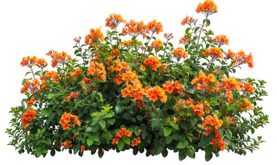 Lush Bush of Vibrant Orange Flowers