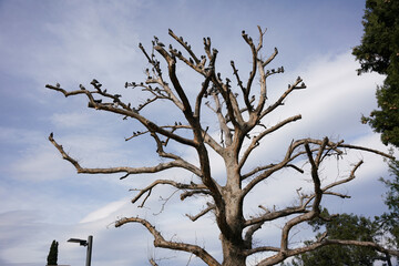 Birds on a dry tree