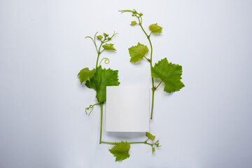 A bottle of wine made of grape leaves vine branch  isolated on white background, clipping path...