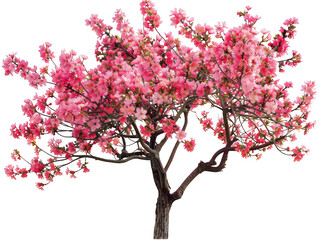 Fototapeta premium Blooming Cherry Blossom Tree