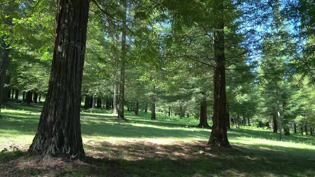 Sequoia Trees At Bosque de Colon In Pontevedra, Spain. drone shot
