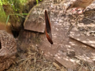 optical phenomenon, snails as rope acrobats in quail enclosure