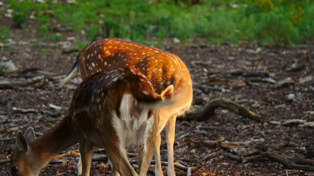 Female fallow deer in natural environment. Deer Dama dama. Vision Park in Auberive region, France. Slow motion