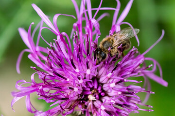 kleine Biene auf einer Blume