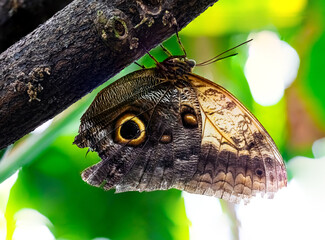 Fototapeta premium schöner Schmetterling an einem Baum