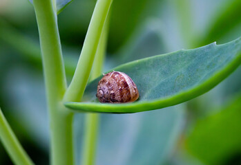 kleine Schnecke auf einem Blatt