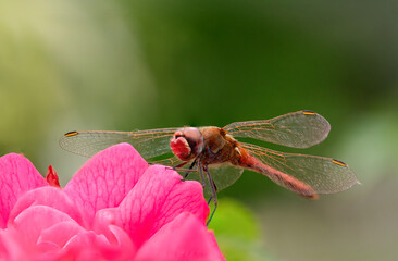 kleine Libelle auf einer Blume
