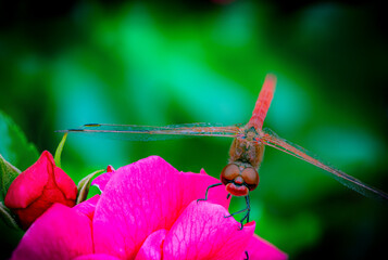 kleine Libelle auf einer Blume