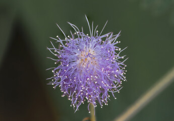 Nahaufnahme von lila Blumen