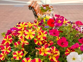 Flowers and a bench in the background