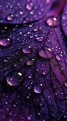 Intimate Essence, Purple Blossom with Dew and Rain