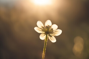 Close-up of a sunlit daisy flower with a softly blurred background