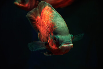Bright red astronotus fish deep in the dark sea water. Animals in the nature backgrounds