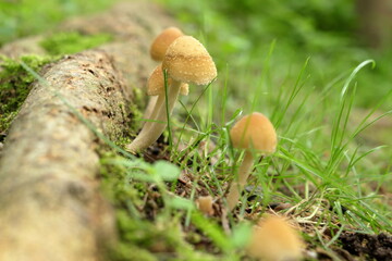 雨あがりの森の中に生えたキノコ