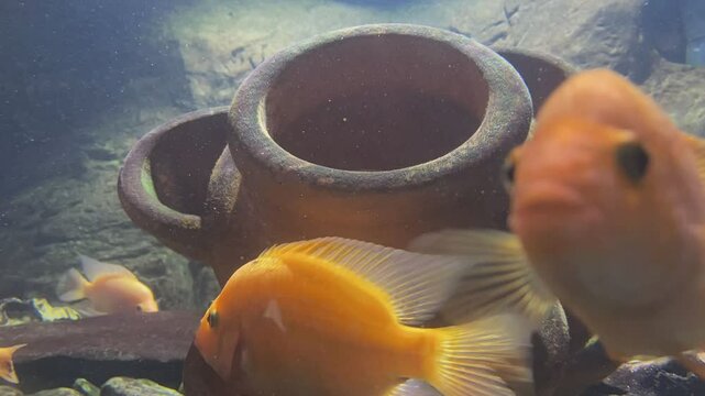 Poisson cichlid&eacute; diable rouge dans un aquarium en mouvement rapide