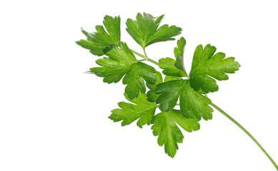  Fresh green celery twig isolated on white background