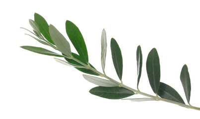 Olive tree, twigs with fresh green leaves isolated on white, clipping
