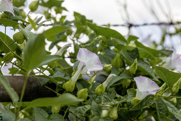 Convolvulus. Species of flowering plants . Common names include bindweed and morning glory