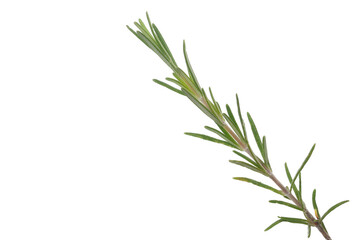 Fresh green rosemary twig and leaves isolated, clipping path	
