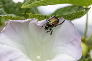 The Japanese beetle (Popillia japonica) is a species of scarab beetle on morning glory