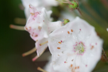 Mountain-laurel growing in Acadia National Park close-up look