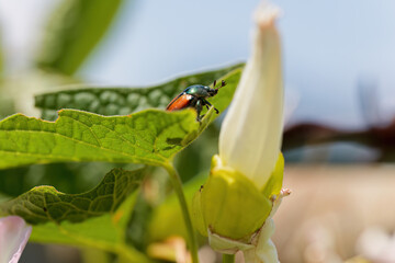 The Japanese beetle (Popillia japonica) is a species of scarab beetle on morning glory