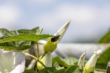 The Japanese beetle (Popillia japonica) is a species of scarab beetle on morning glory