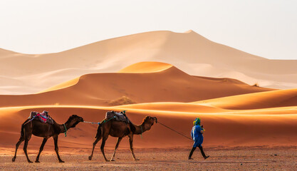 Landscape with camels caravan and a guide trekking through the golden sand dunes of Merzouga,...