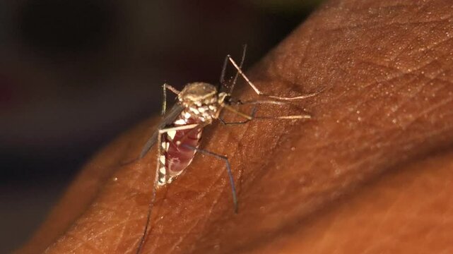 Mosquito Sucking Blood From Human Skin Macro